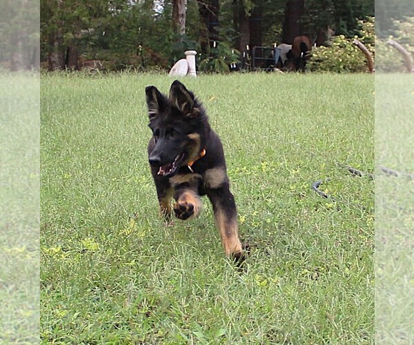 Medium Photo #3 German Shepherd Dog Puppy For Sale in WARRENTON, NC, USA