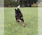 Small #2 German Shepherd Dog