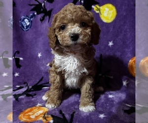 Medium Bichpoo