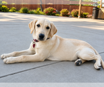 Small #1 Labrador Retriever