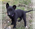 Puppy Paris Belgian Malinois