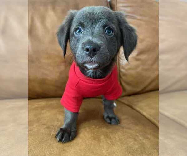 Medium Photo #3 American Pit Bull Terrier-Chihuahua Mix Puppy For Sale in Springdale, PA, USA