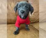 Small #2 American Pit Bull Terrier-Chihuahua Mix