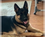Small Photo #219 German Shepherd Dog Puppy For Sale in LA FAYETTE, NY, USA