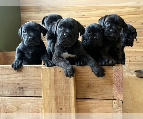 Medium Photo #1 Cane Corso Puppy For Sale in HILLSBORO, OR, USA
