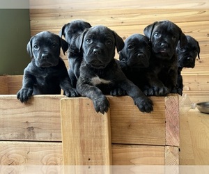 Cane Corso Litter for sale in HILLSBORO, OR, USA