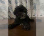 Image preview for Ad Listing. Nickname: Mini poodles