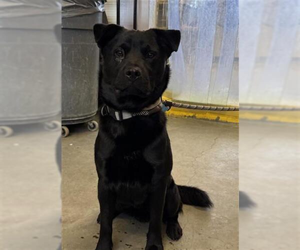 Medium Photo #1 Chow Chow-Labrador Retriever Mix Puppy For Sale in Camarillo, CA, USA