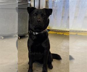 Chow Chow-Labrador Retriever Mix Dogs for adoption in Camarillo, CA, USA