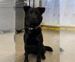 Small Chow Chow-Labrador Retriever Mix