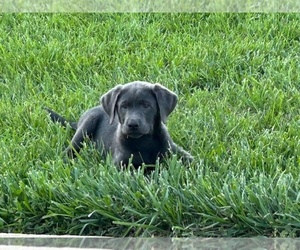 Labrador Retriever Puppy for sale in SILVER LAKE, KS, USA