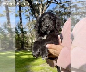 Bernedoodle-Golden Retriever Mix Puppy for sale in OCALA, FL, USA