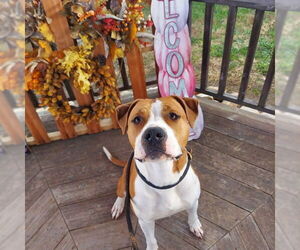 Mutt Dogs for adoption in Louisville, KY, USA