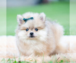 Small Photo #4 Pomeranian Puppy For Sale in WARSAW, IN, USA