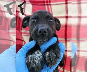 Labrador Retriever-Unknown Mix Dogs for adoption in SHERBURNE, NY, USA