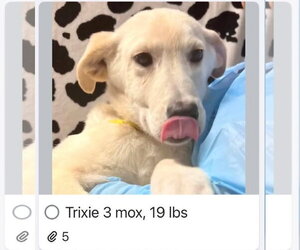 Labrador Retriever-Unknown Mix Dogs for adoption in Croydon, NH, USA