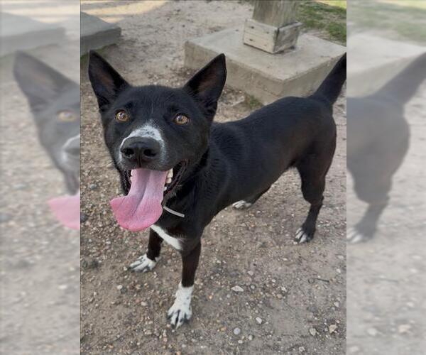 Medium Photo #1 Border Collie-Unknown Mix Puppy For Sale in Conroe, TX, USA