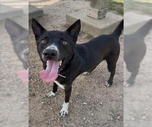 Border Collie-Unknown Mix Dogs for adoption in Conroe, TX, USA