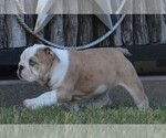 Small Photo #4 English Bulldog Puppy For Sale in STEPHENVILLE, TX, USA