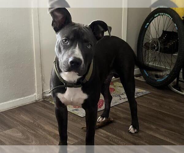 Medium Photo #1 American Staffordshire Terrier-Unknown Mix Puppy For Sale in San Antonio, TX, USA