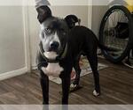 Small American Staffordshire Terrier Mix