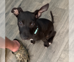 Small American Pit Bull Terrier