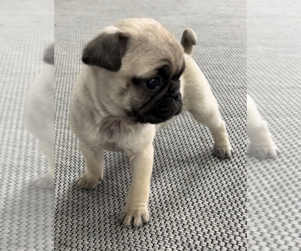 View Ad Pug Puppy for Sale near Michigan, NILES, USA. ADN542922