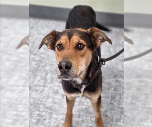 Medium Photo #1 Siberian Husky-Unknown Mix Puppy For Sale in Fort Collins, CO, USA