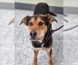 Siberian Husky-Unknown Mix Dogs for adoption in Fort Collins, CO, USA