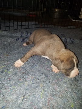 Medium Photo #27 American Pit Bull Terrier Puppy For Sale in GRIFFIN, GA, USA