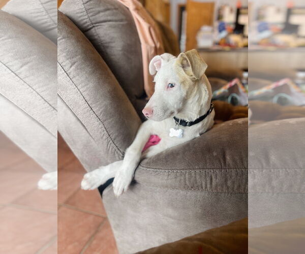 Medium Photo #1 - Mix Puppy For Sale in Winter, WI, USA