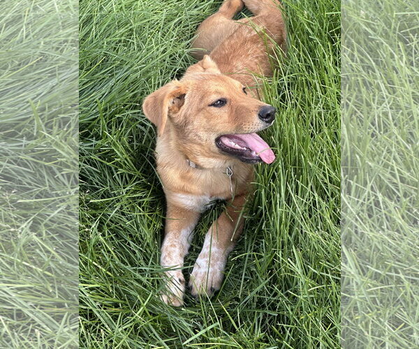 Medium Photo #8 Mutt Puppy For Sale in Sandy, UT, USA