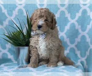 Double Doodle Puppy for sale in CEDAR LANE, PA, USA