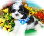 Small #4 ShihPoo-Yorkshire Terrier Mix