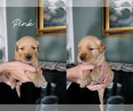 Puppy Pink Golden Retriever