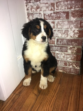 Medium Photo #4 Bernese Mountain Dog Puppy For Sale in APPLE CREEK, OH, USA