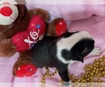 Small #2 Boston Terrier