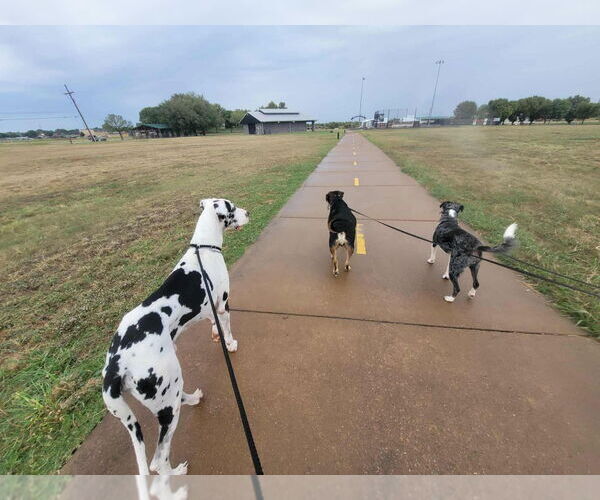 Medium Photo #2 Great Dane Puppy For Sale in Bullard, TX, USA
