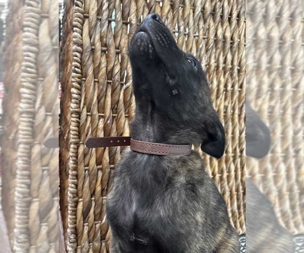 Medium Photo #3 Dutch Shepherd Dog Puppy For Sale in COMMERCE, GA, USA