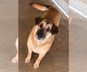 Emily - Female German Shepherd Dog-Unknown Mix Dog for Adoption - Photo #3