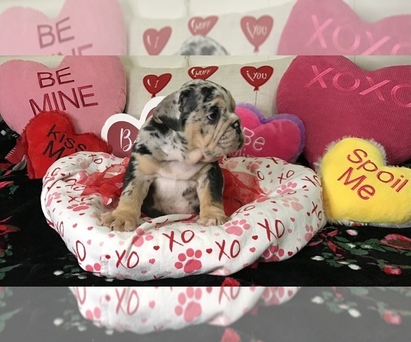 Medium Photo #10 English Bulldog Puppy For Sale in LEHIGH ACRES, FL, USA