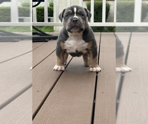 Medium American Bully