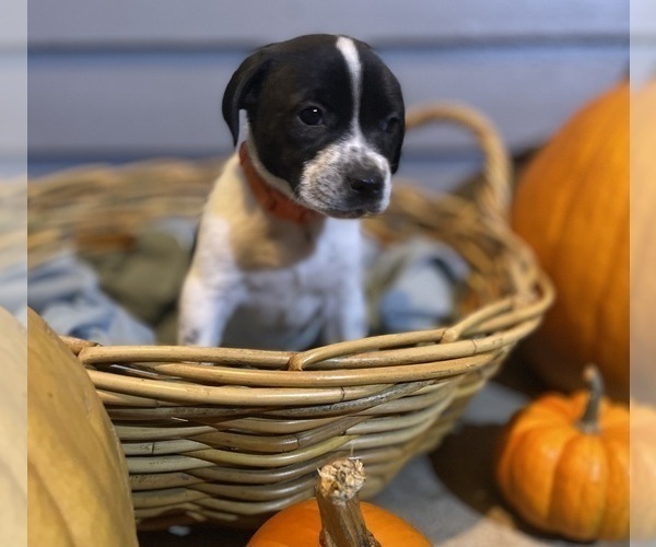 Medium Photo #5 Mutt Puppy For Sale in GRIFFIN, GA, USA
