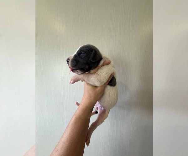 Medium Photo #33 Great Dane Puppy For Sale in HALLETTSVILLE, TX, USA