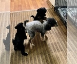 Small Photo #2 Poodle (Toy) Puppy For Sale in ARLINGTON HTS, IL, USA