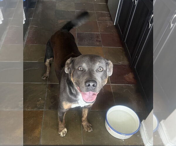 Medium Photo #13 American Staffordshire Terrier-Labrador Retriever Mix Puppy For Sale in Brewster, NY, USA