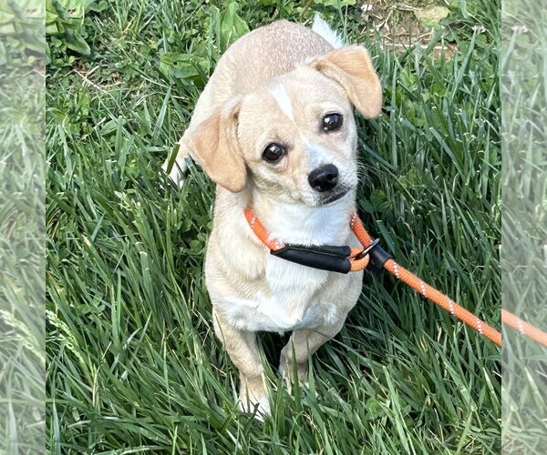 Medium Photo #1 Chiweenie Puppy For Sale in Batavia, OH, USA