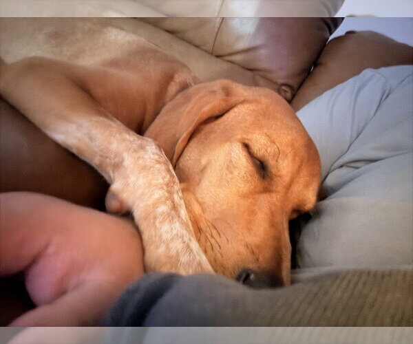 Medium Photo #6 Mutt Puppy For Sale in Rockaway, NJ, USA