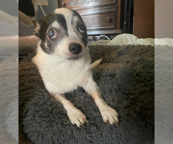 Medium Photo #4 Chihuahua Puppy For Sale in Minneapolis, MN, USA