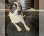 Small #3 Chihuahua
